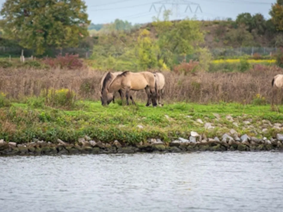 Konikpaarden grazen langs de oever van de Maas tijdens de Maasvallei Route.