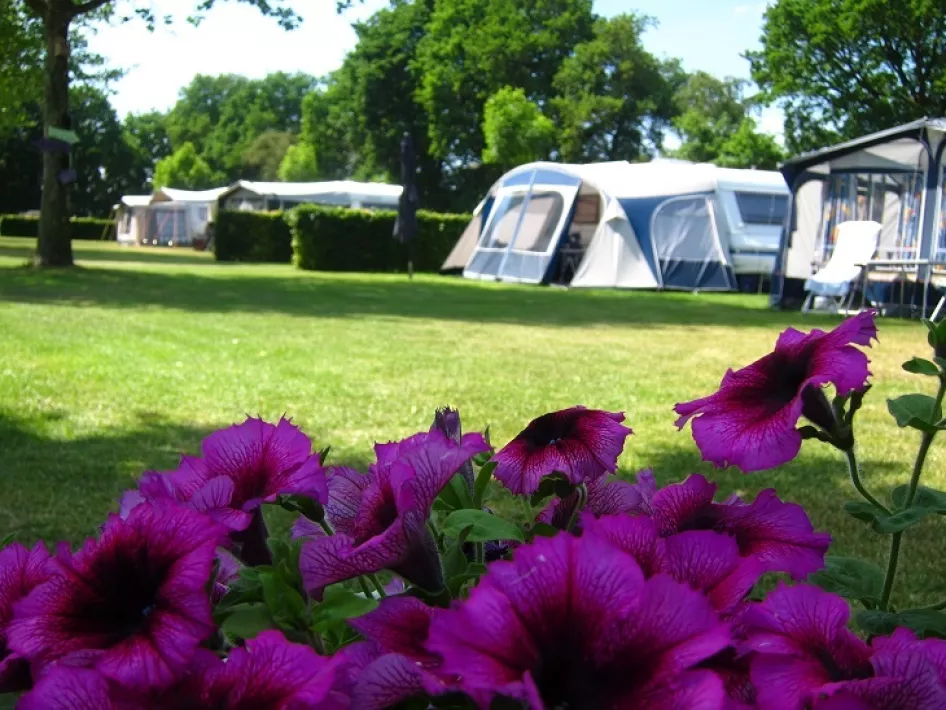 Paarse bloemen op de voorgrond met de caravans en voortentjes op de achtergrond