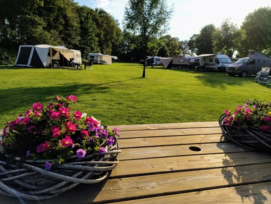 Kampeerveld met bloemen