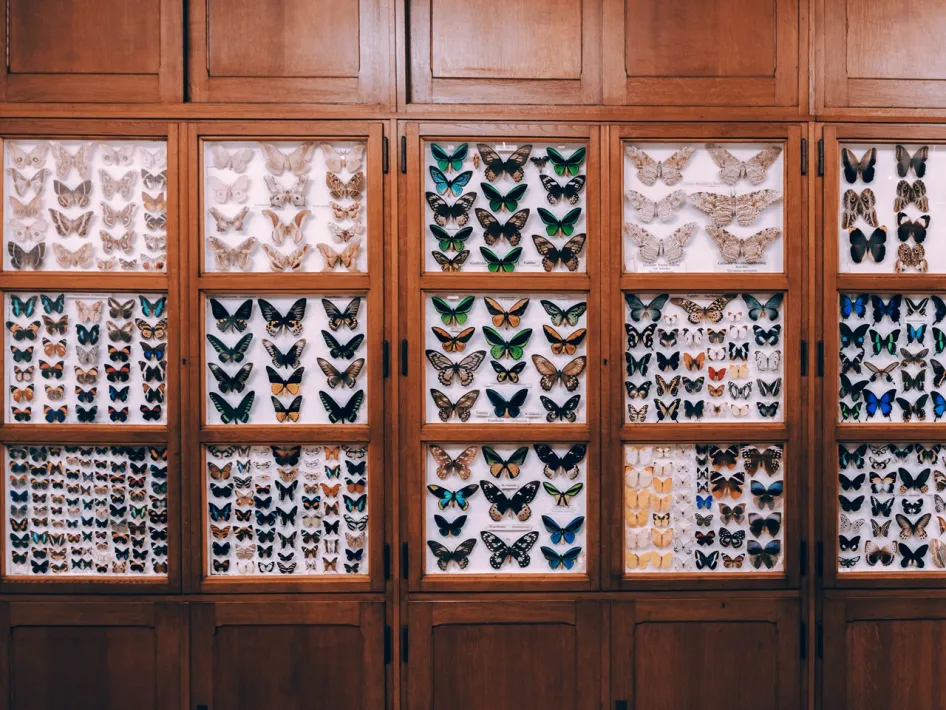 Vitrinekasten met een grote collectie vlinders in verschillende kleuren en formaten in Missiemuseum Steyl.