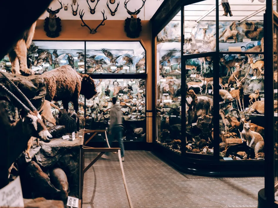 Display cases with taxidermied animals from the zoological collection of Missiemuseum Steyl.