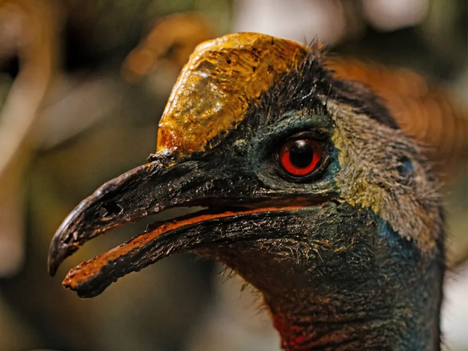 Close-up van een opgezette vogel met donkere snavel, rood oog en geelbruine helm, tegen een onscherpe achtergrond.