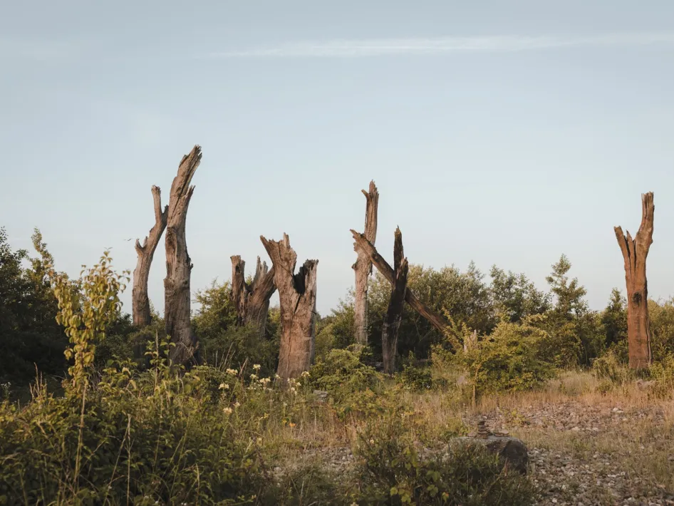 Dead tree trunks in an open nature area along the Maasgouw Windmill Cycling Route