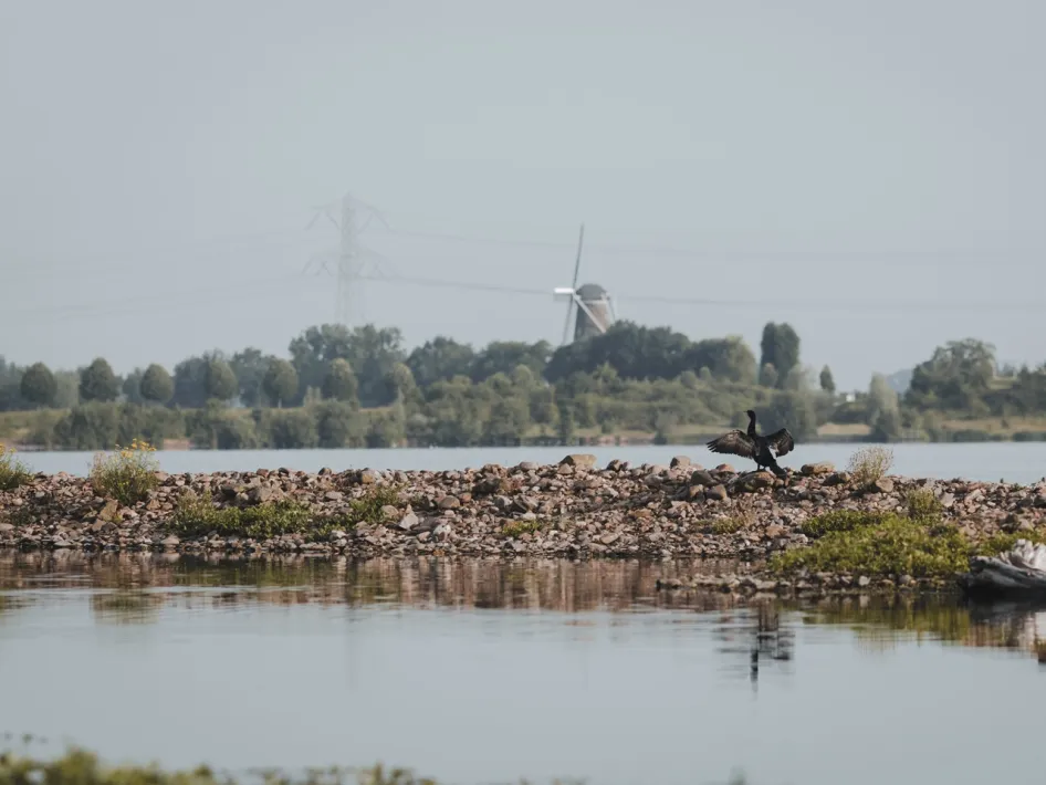 Cormorant on a gravel bank in the Molenplas with views over the calm water and the wide landscape with the Hompesche Molen in the background