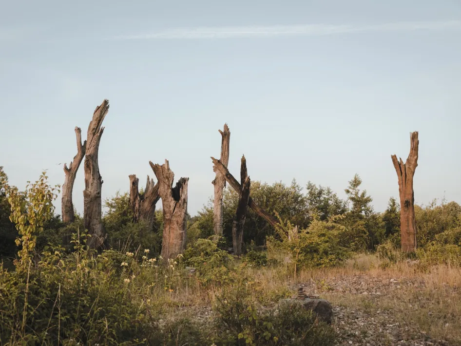 Tree monument at the Molenplas with old tree trunks rising above the greenery in an open natural area