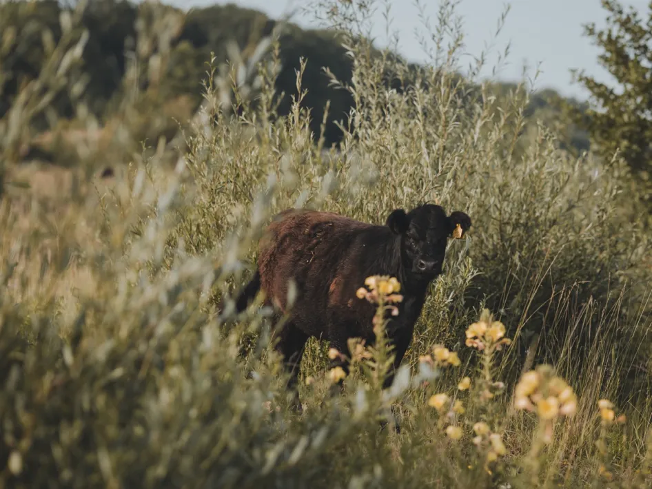 Galloway cattle at the Molenplas among shrubs and flowering plants in a rugged natural landscape