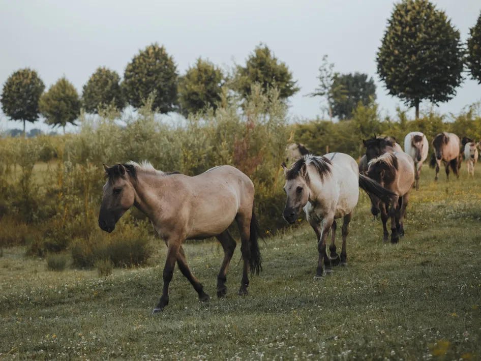 Konik horses at the Molenplas moving through grassland with trees and shrubs in the surroundings