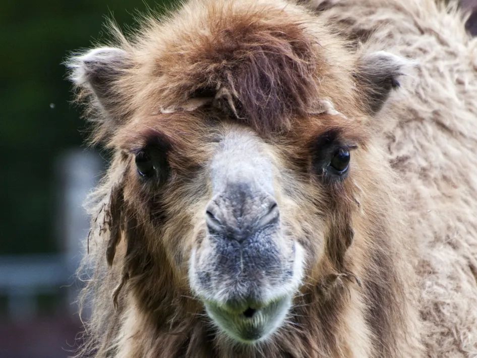 Nahaufnahme eines Kamels mit dickem Fell im Natur- und Tierpark Brüggen