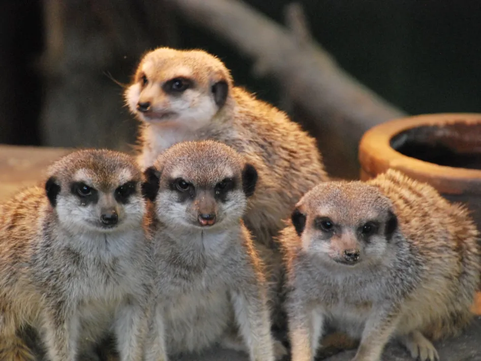 Four meerkats look curiously into the camera at Natur- und Tierpark Brüggen