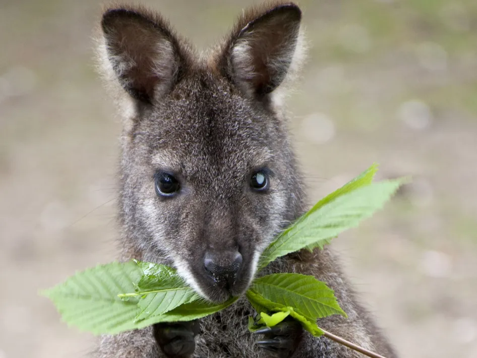 Wallaby with leaves in its paws looks straight into the camera at Natur- und Tierpark Brüggen