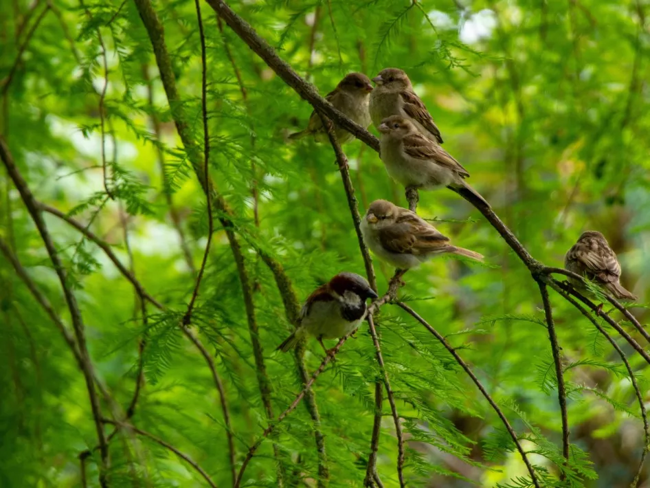 Vogeltjes in boom