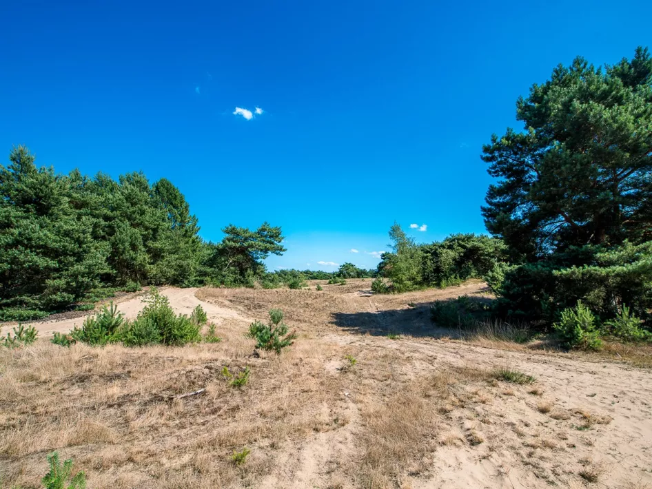 A drift dune plain on a beautiful spring day in the Weerter and Budelerbergen nature reserve in Weert 