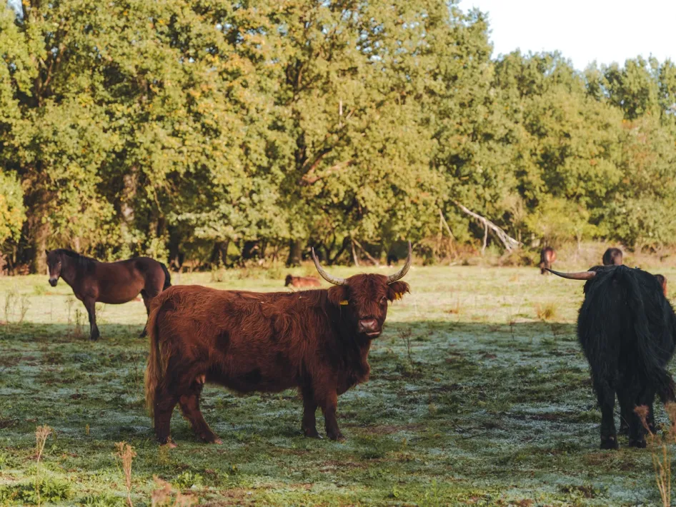 Brown Highland cow with large horns in a grassy field with horses and other cattle in Wijffelterbroek.