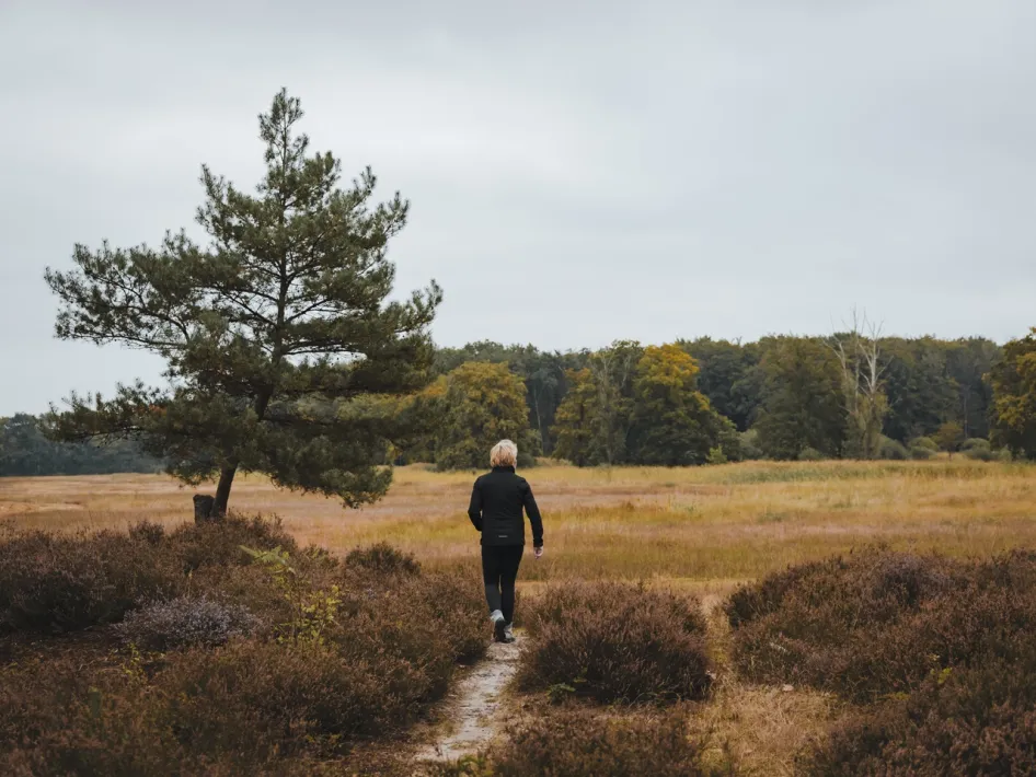Wandelaar op een smal zandpad tussen heide, grasland en bomen in het Weerterbos.