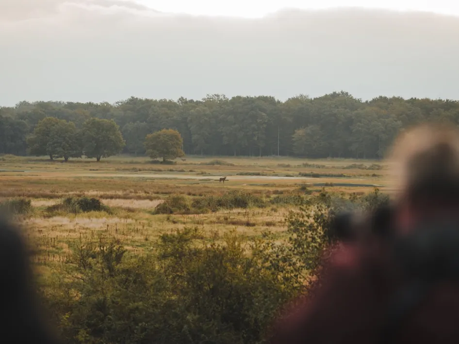 Blick über das Weerterbos mit einem Hirsch in der offenen Landschaft.