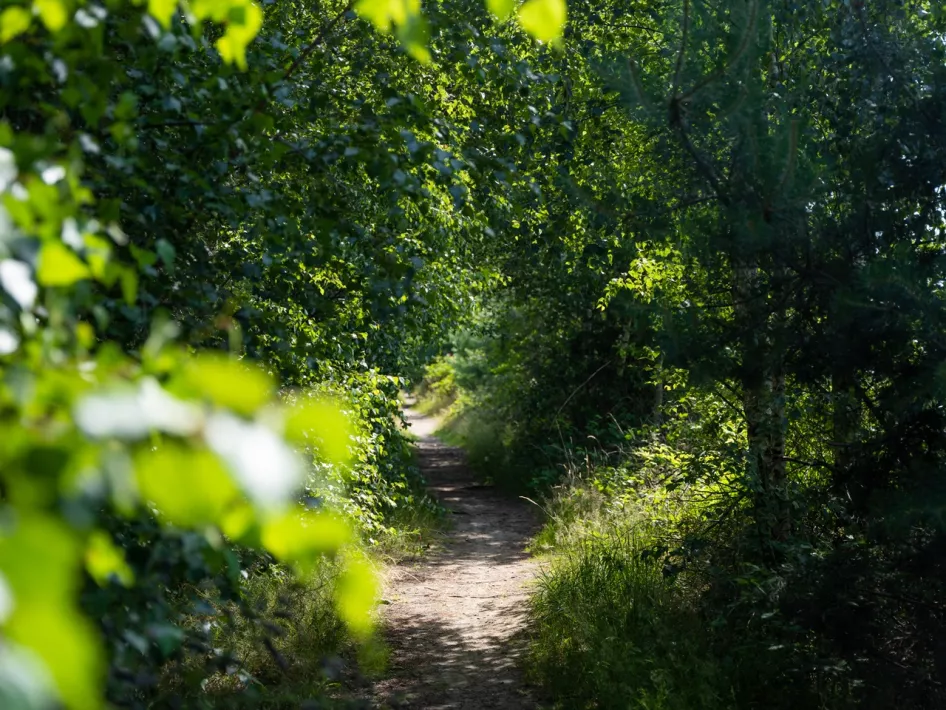 Hiking trail through the nature reserve Wellensteijn