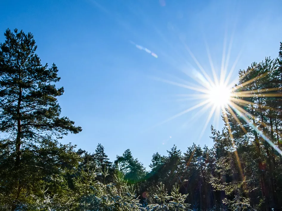 Winterzon schijnt door de bomen van de Weerterbossen