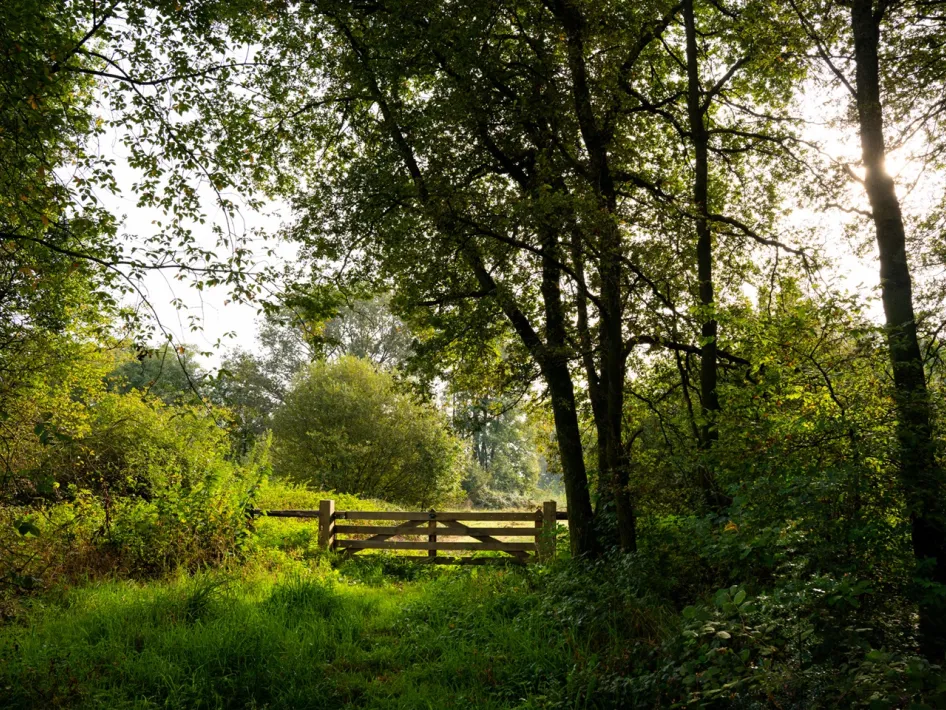 Houten hekwerk langs een groen bospad, omringd door bomen en struiken met zonlicht dat door het bladerdak schijnt.