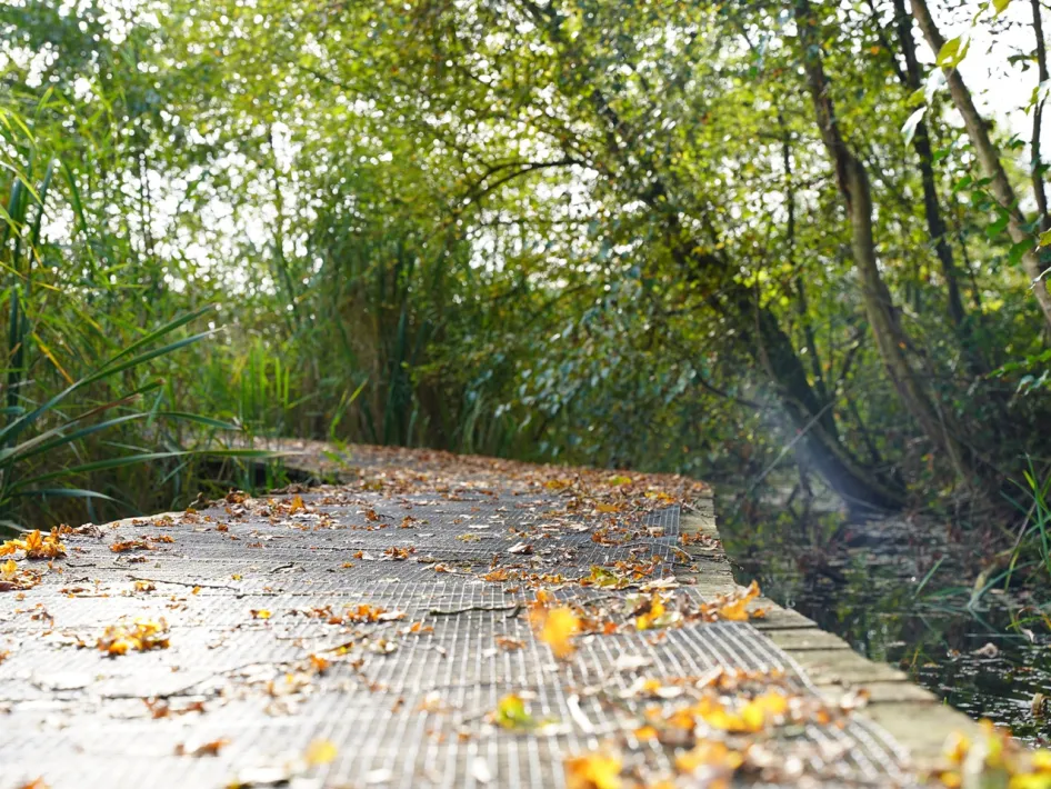 Knuppelbrug bedekt met herfstbladeren, slingerend door een moerassig natuurgebied op het Ommetje Nederweert.