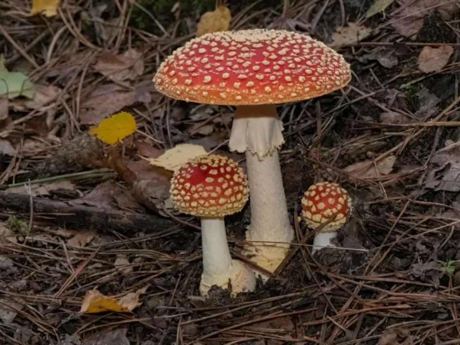 Paddenstoelenwandeling