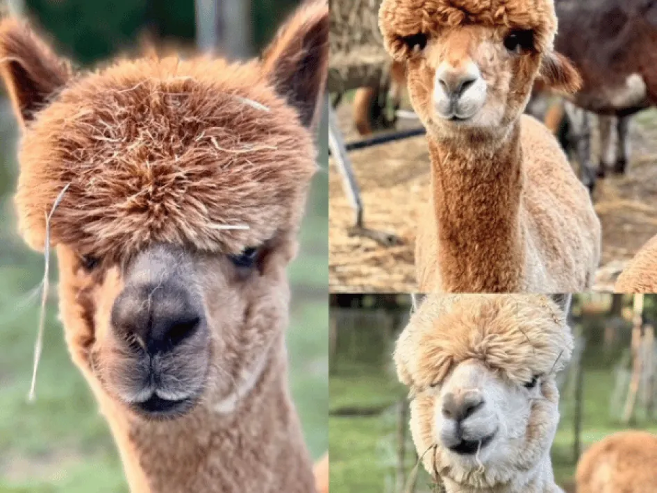 3 alpaca's van Buurtboerderij Berg