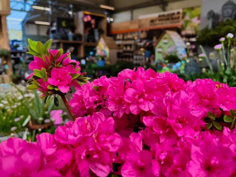 Tuincentrum Daniëls