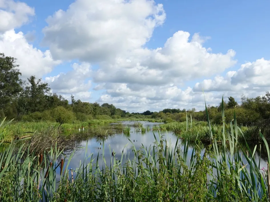 Natuur en water in de Deurnese Peel tijdens de cultuurhistorische excursie Deurnese Peel