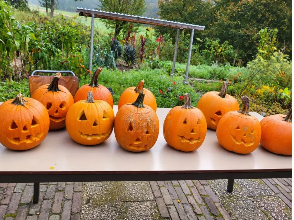 Uitgeholde Halloweenpompoenen op een tafel in een groene tuin.