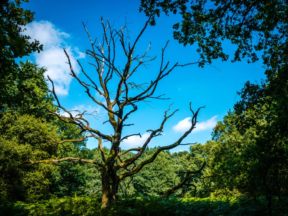 Nature Walk: Mein Bomenkunstroute