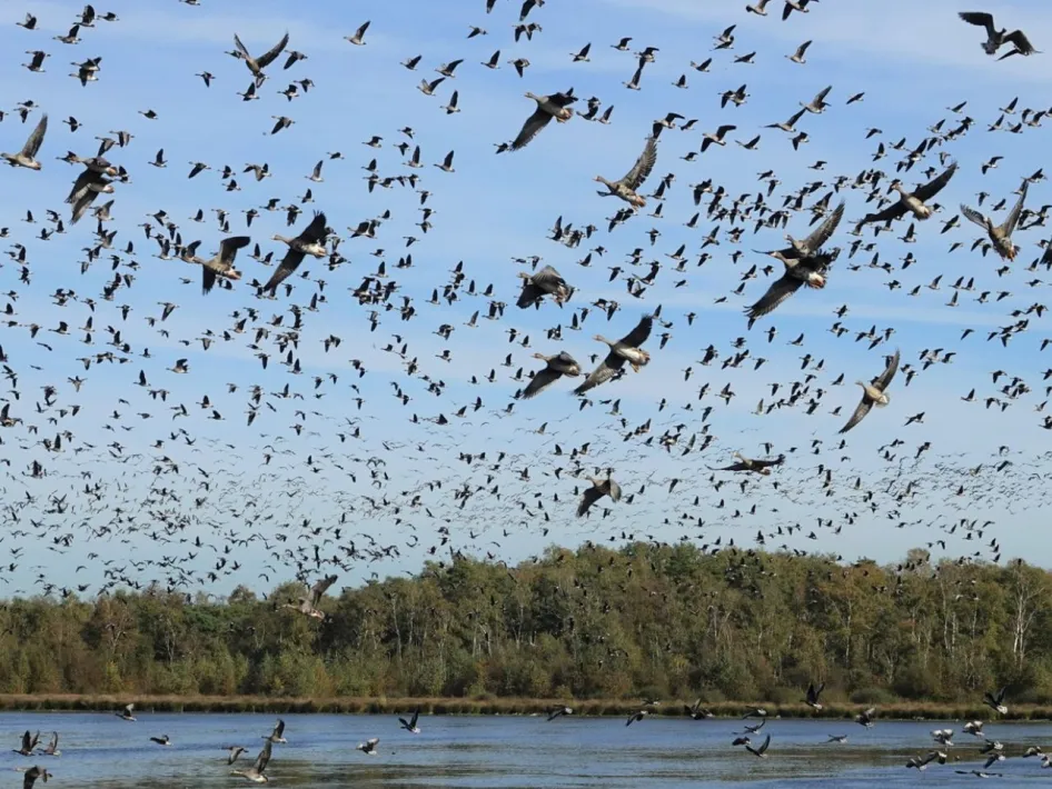 Grote groep vogels vliegt boven het water tijdens Nationale Vogelteldag Weert in een natuurgebied