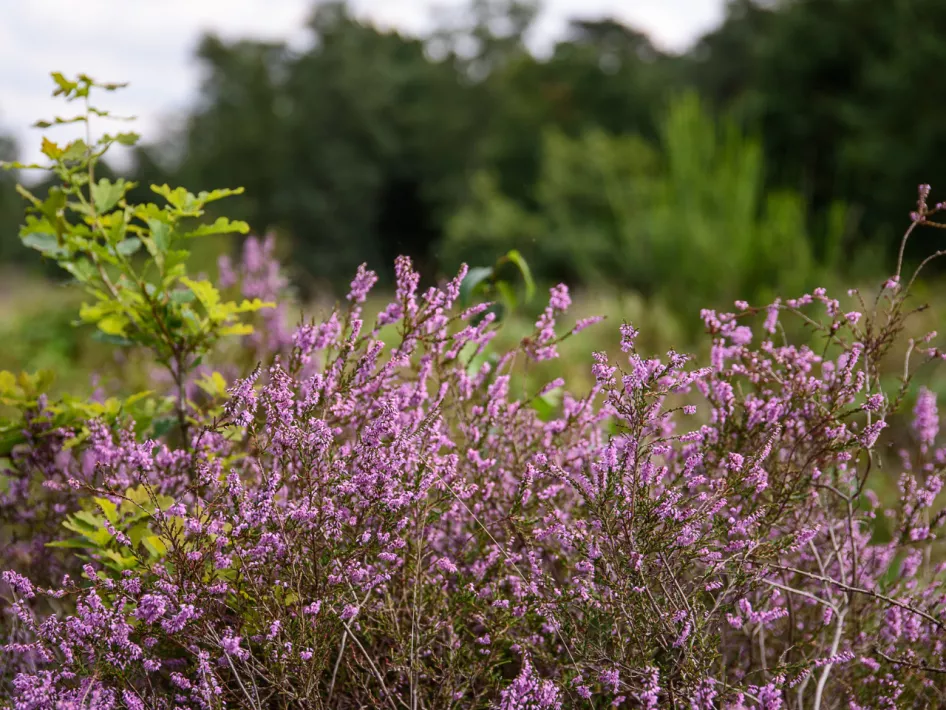 Lucky spot 14 Roerdalen: The kingdom of Elves