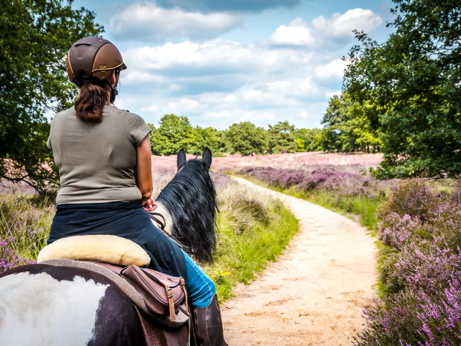 Horse riding and driving route Roerdalen - Heide