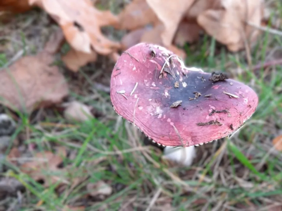 Roodpaarse paddenstoel tussen gras en herfstbladeren.