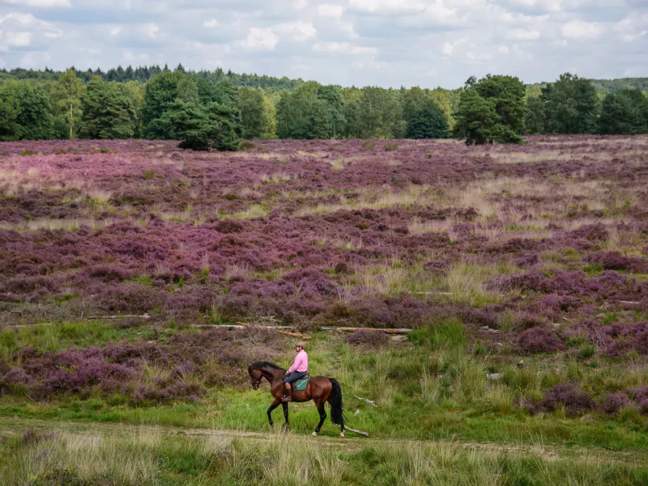 Horse riding route Roerdalen - Luzenkamp 