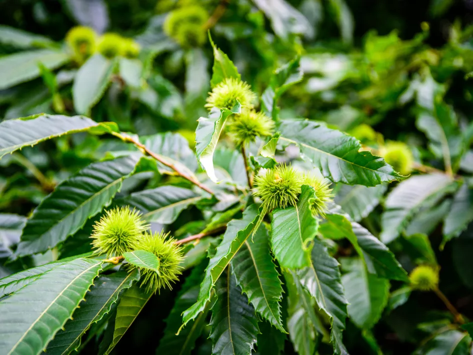 16. Het Knuppelpad van Sint Ludwig