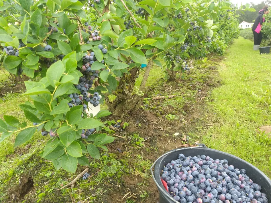 Pluk zelf je blauwe bessen bij Op Homme