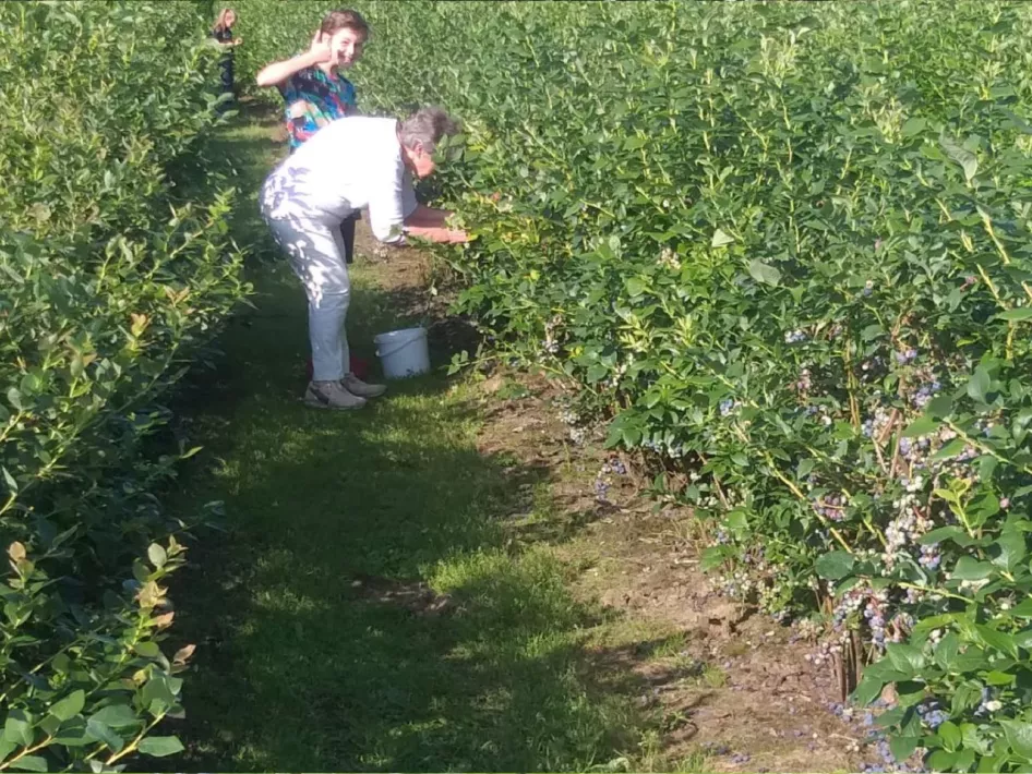 Die Menschen pflücken selbst Blaubeeren