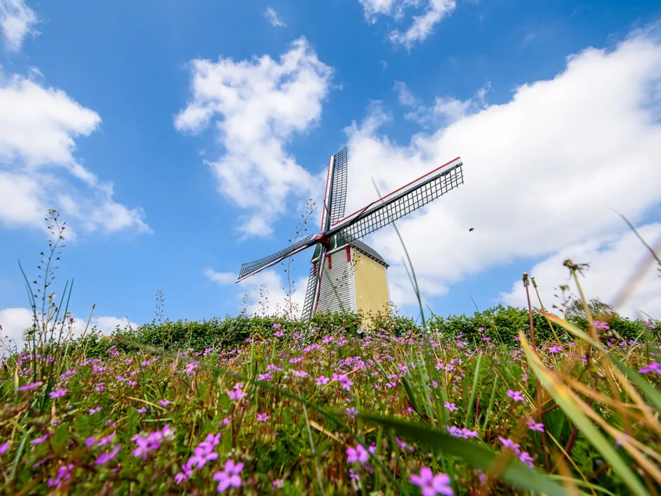 Auroramolen in Leudal met bloemen op de voorgrond en een blauwe lucht