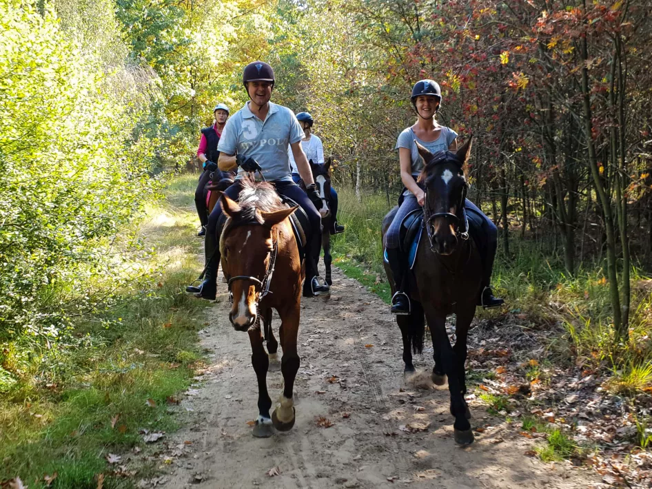 Vier paarden op buitenrit