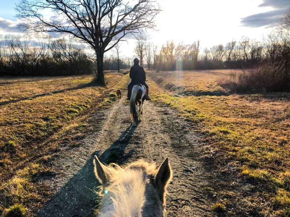 Twee paarden op buitenrit