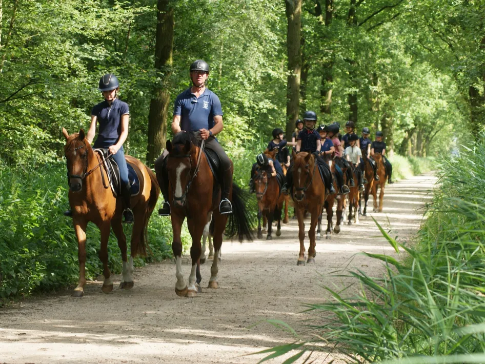 Caprilli paardrijden in het bos