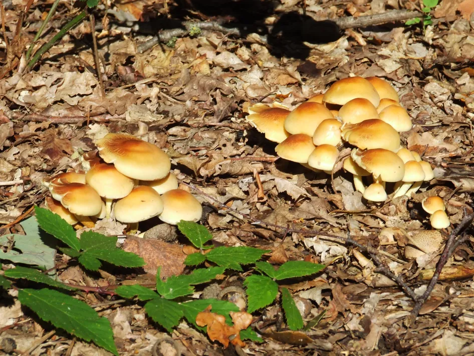 Paddenstoelen in de zon