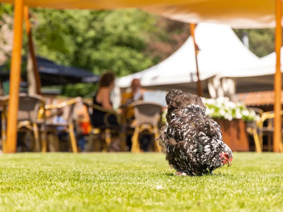 Kip op het gras bij het terras van Peerkesbosch in Nederweert