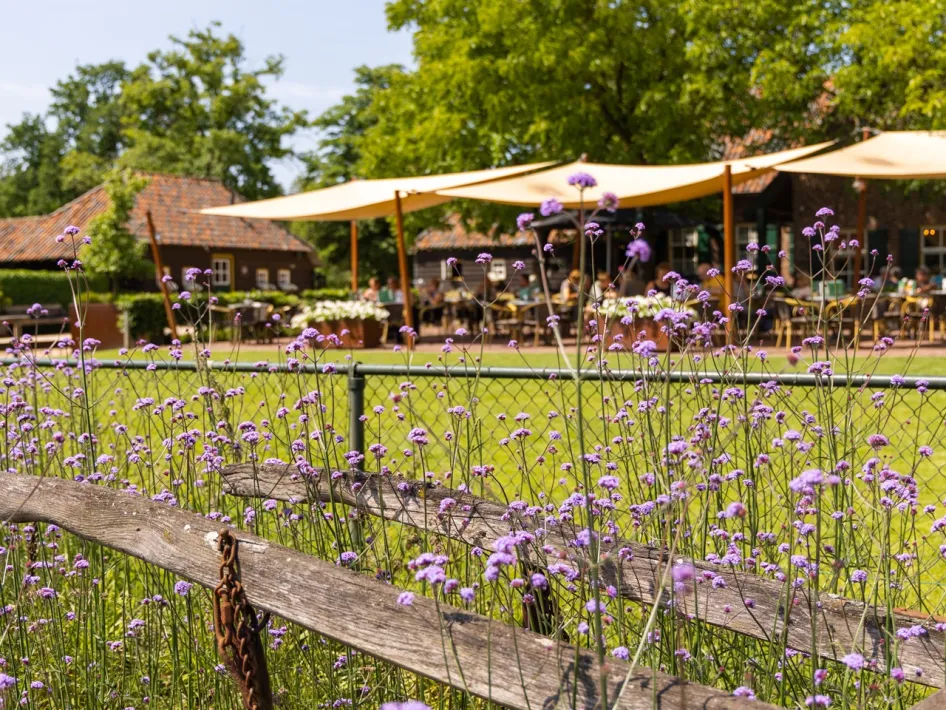 Terras van Peerkesbosch met paarse bloemen en bomen langs wandelroute Peerkesbosch.