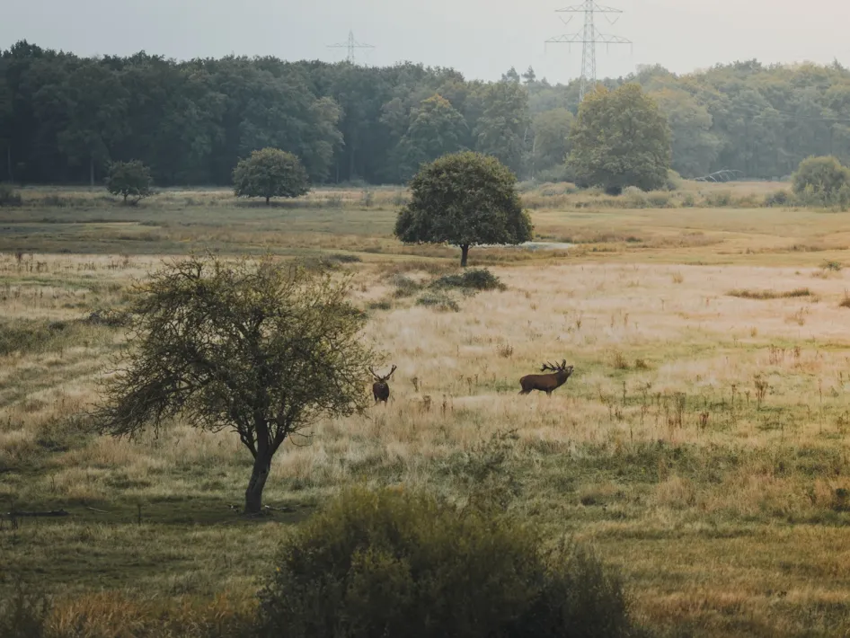 Edelherten in het open landschap van het Weerterbos bij wandelroute Peerkesbosch