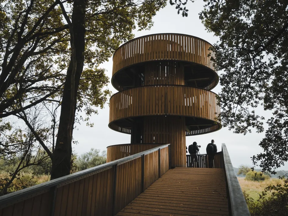 Houten uitkijktoren langs wandelroute Peerkesbosch in het Weerterbos