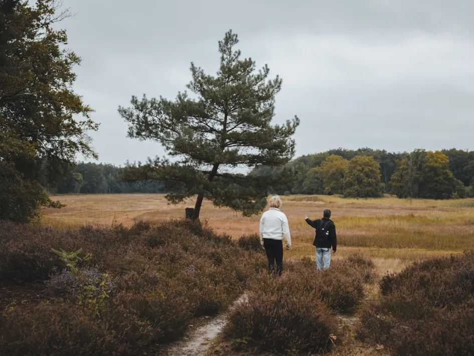 Wandelaars tussen de heide en bomen in het Weerterbos