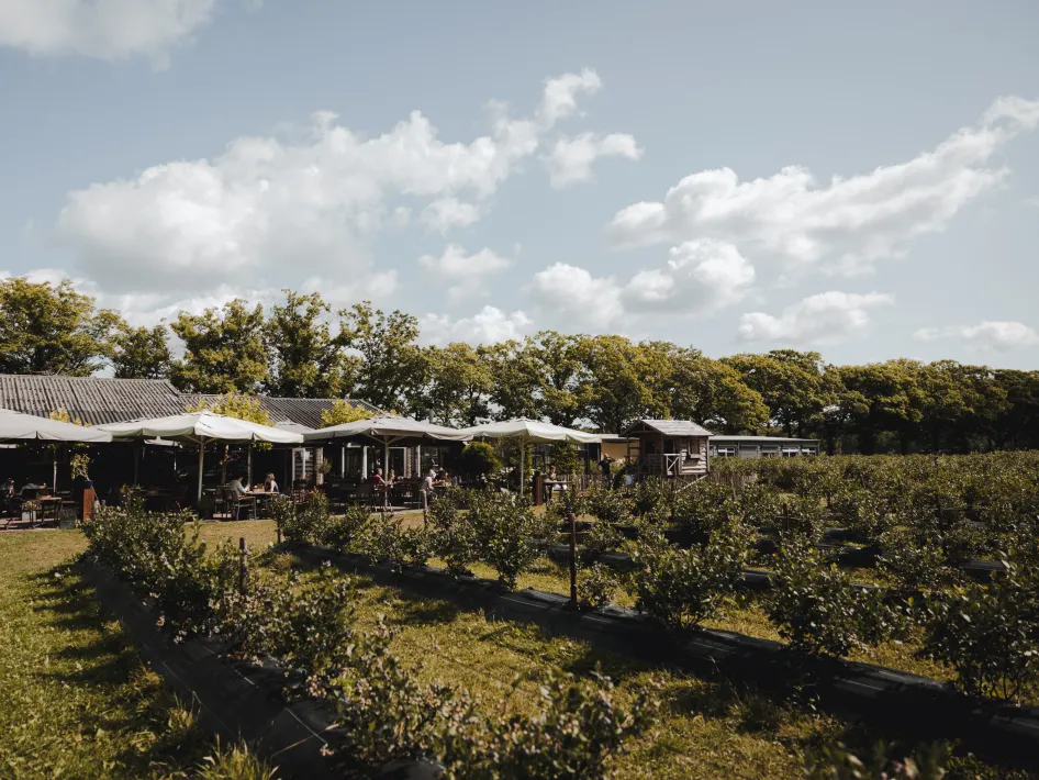 A terrace with parasols and wooden tables borders a blueberry field. In the background, buildings are nestled among trees beneath a blue sky with white clouds.