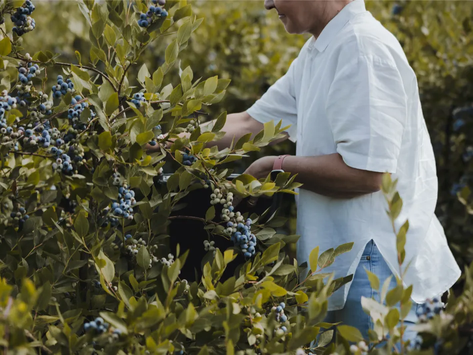 Een persoon in wit overhemd plukt rijpe blauwe bessen van een struik op de plantage, omgeven door groene bladeren en zonlicht.