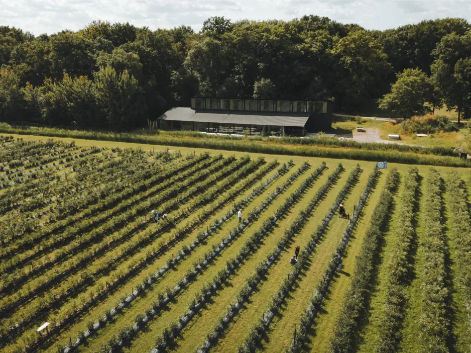 Luchtfoto van een blauwe bessenplantage met lange rijen struiken en mensen die bessen plukken. Op de achtergrond staat een modern gebouw aan de rand van het bos.